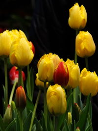 Close-up of yellow tulips