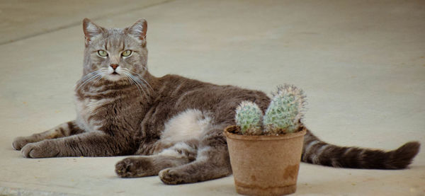 Cat looking away