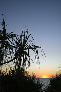 Silhouette plants by sea against clear sky during sunset