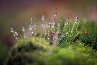 Close-up of plant growing on field