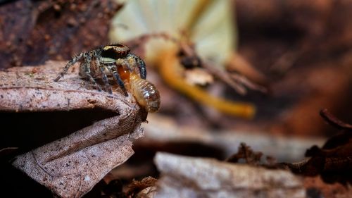 Jumping spider in thailand forest , high angle view of insect