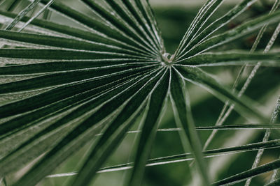 Full frame shot of leaf