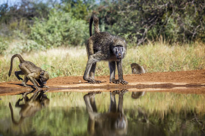 Monkey sitting on field