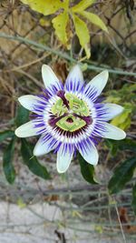 Close-up of purple flower blooming outdoors