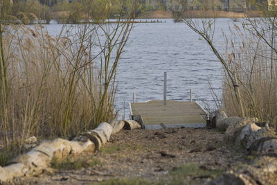View of an animal on beach