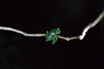 Close-up of insect on black background