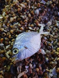 Close-up of fish in sea