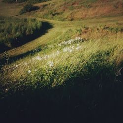 Scenic view of field