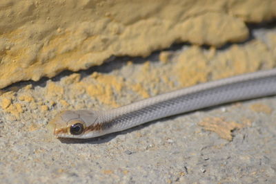 Close-up of lizard on rock