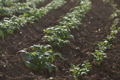 Close-up of plants growing on field