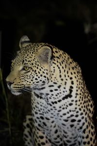 Close-up of a cat looking away