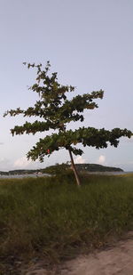 Tree on field against clear sky