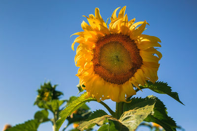 Low angle view of sunflower against clear sky