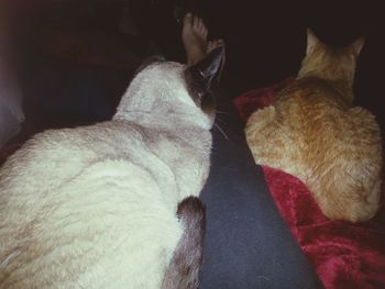 Cat sleeping on sofa