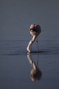 Flamingo eating in the altiplanic lagoons