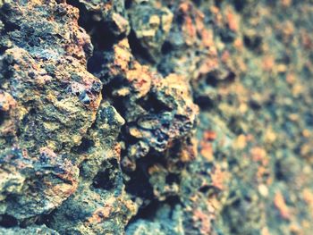 Close-up of lizard on rock