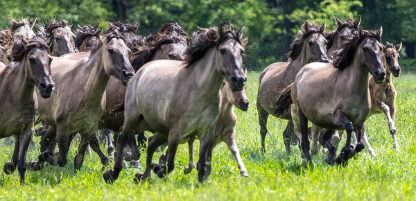 Horses on grass