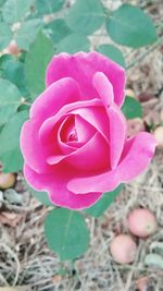 Close-up of pink rose blooming outdoors