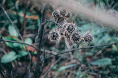 Close-up of wilted plant on field
