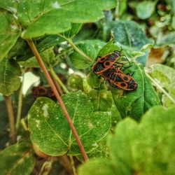 Close-up of butterfly on leaf