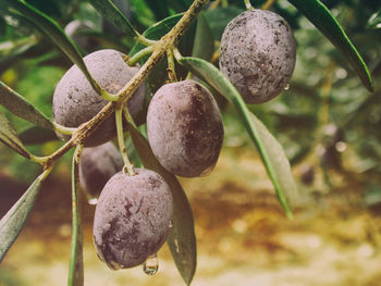 Close-up of fruit growing on tree