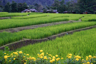 Yellow flowers growing on field