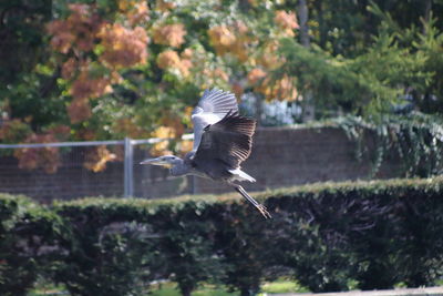 Close-up of gray heron flying against trees