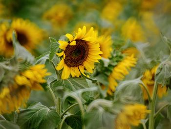 Close-up of sunflowers blooming on field