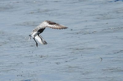 Shorebird flying over sea