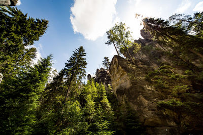 Low angle view of trees against sky