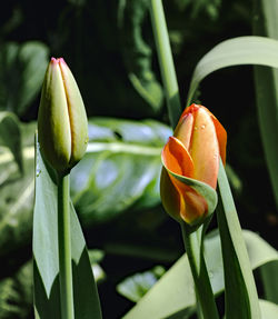 Close-up of orange flowering plant