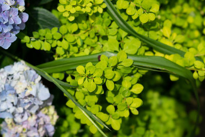 Close-up of green leaves on plant