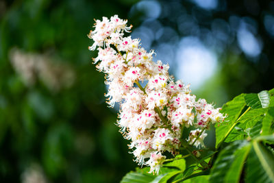 Close-up of pink flowering plant