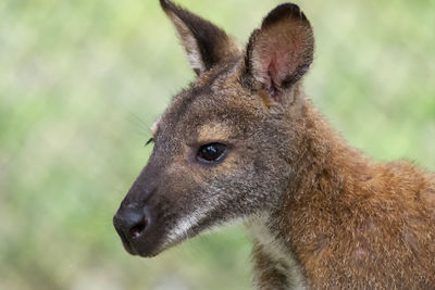 Close-up of an animal looking away