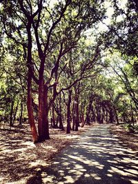 Road passing through forest
