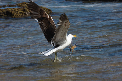 Seagull flying over sea