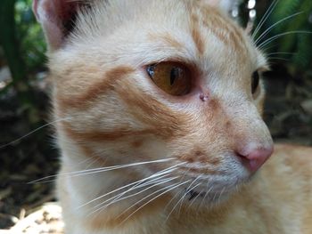 Close-up portrait of cat