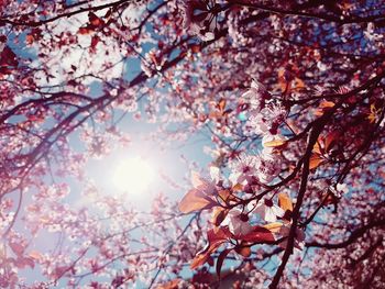 Low angle view of cherry blossom tree