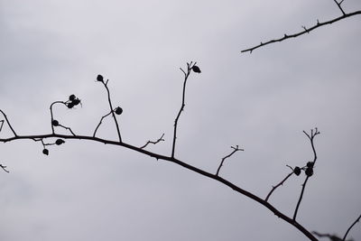 Low angle view of bird on branch against sky