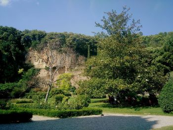 Trees growing in park