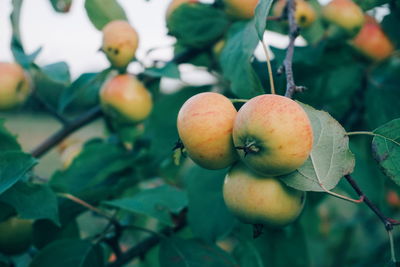 Close-up of fruits growing on tree