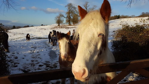 Horses in a field