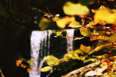 Close-up of plants against blurred background