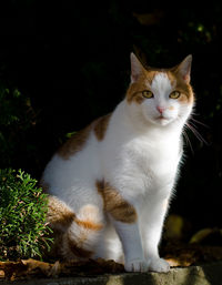 Portrait of cat sitting outdoors