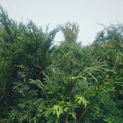 Close-up of plants against sky