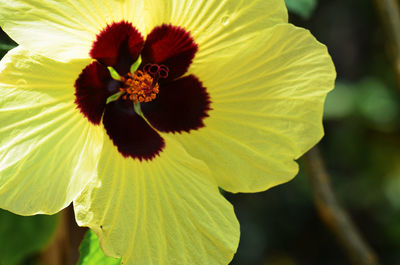 Close-up of yellow flower