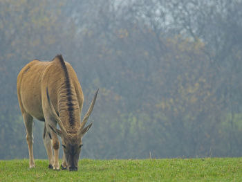 Horse grazing in a field