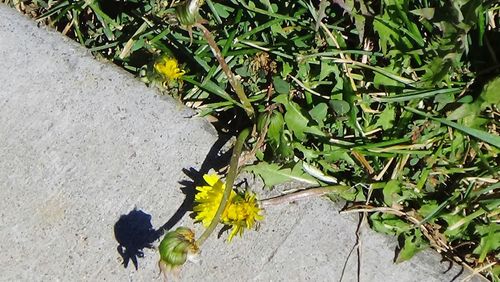 High angle view of plants