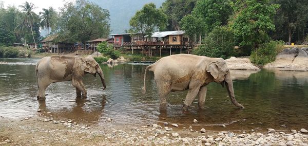 View of elephant in lake