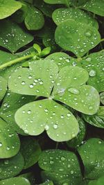 Full frame shot of raindrops on leaves